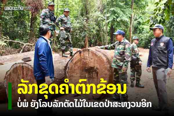 ລັກຂຸດຄຳຕົກຂ້ອນບໍ່ພໍ ຍັງລັກຕັດໄມ້ປ່າສະຫງວນອີກ